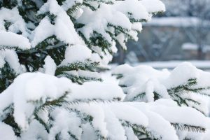 4 Simple Winter Tips for Trees